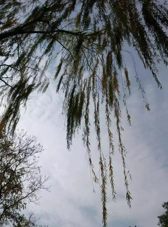 上联：雨梳冬风丝丝凉，如何对下联？