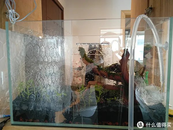 造景 篇一：小白也能玩草缸—聊一聊我的水草缸造景历程
