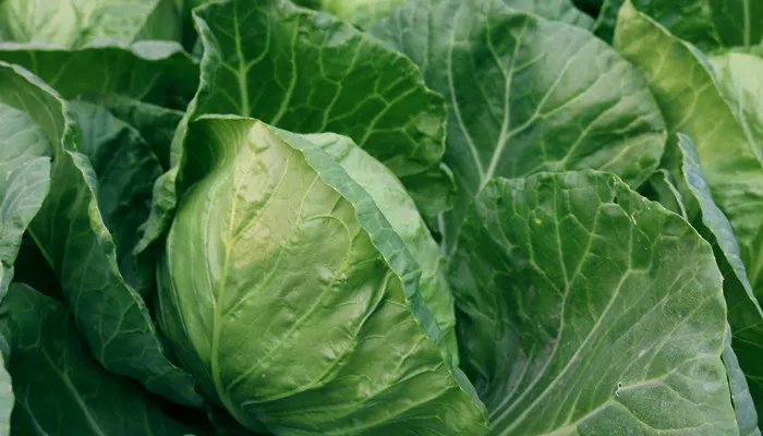 甘蓝和包菜的区别 甘蓝和包菜的区别是啥