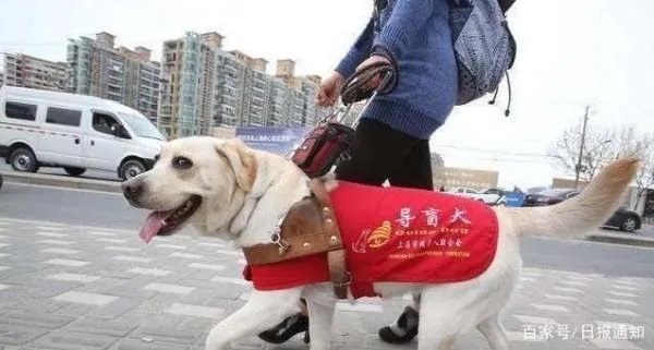 拉布拉多寻回犬和拉布拉多猎犬，两者到底有什么区别？