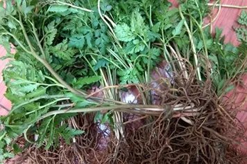 郎萁细辛的功效与作用