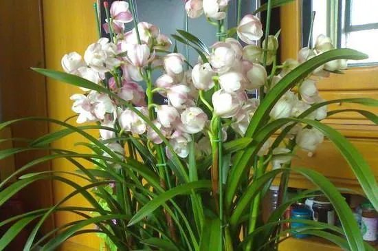 兰花怎么养殖方法和注意事项