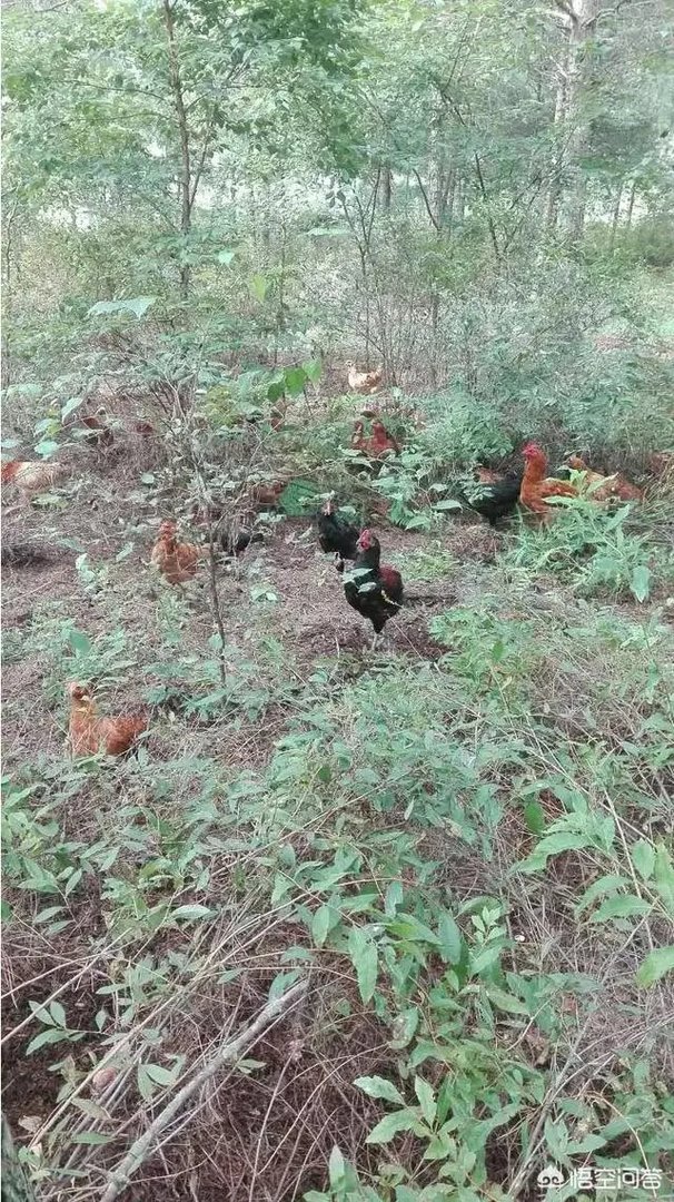 养绿壳蛋鸡有前景吗?有什么好建议?