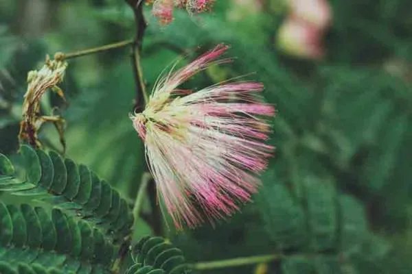 赌王何鸿燊 的‘ 燊’ 字怎么念