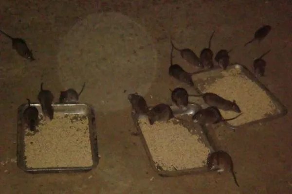 江西大余全民灭鼠一只奖励5元，野生老鼠跟养殖老鼠有何区别？