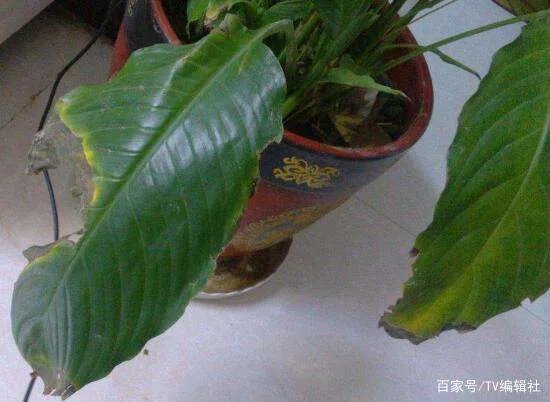 一帆风顺的叶子发黄怎么办呢？