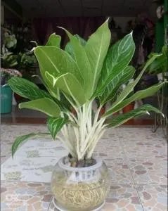 盆栽植物图片及名称？