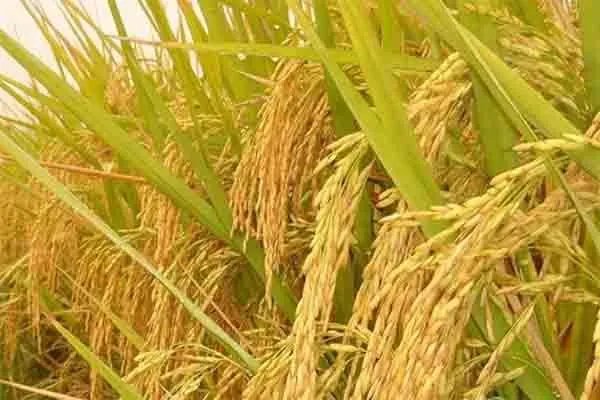 五常大米有哪些品牌？