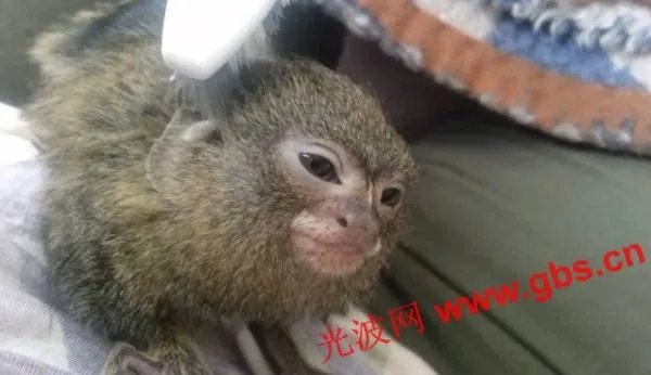 侏儒绒猴的物种简介