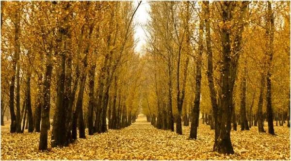 小兴安岭的图片