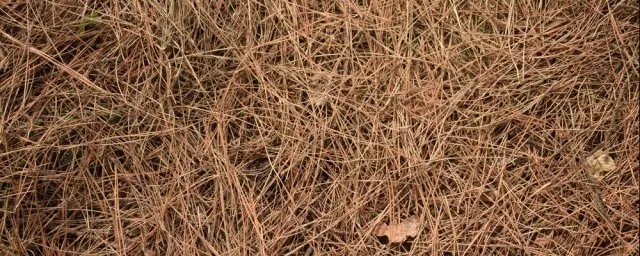 松针土适合种什么花