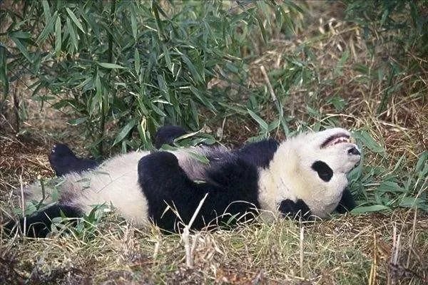 为什么熊猫那么喜欢抱饲养员的大腿？