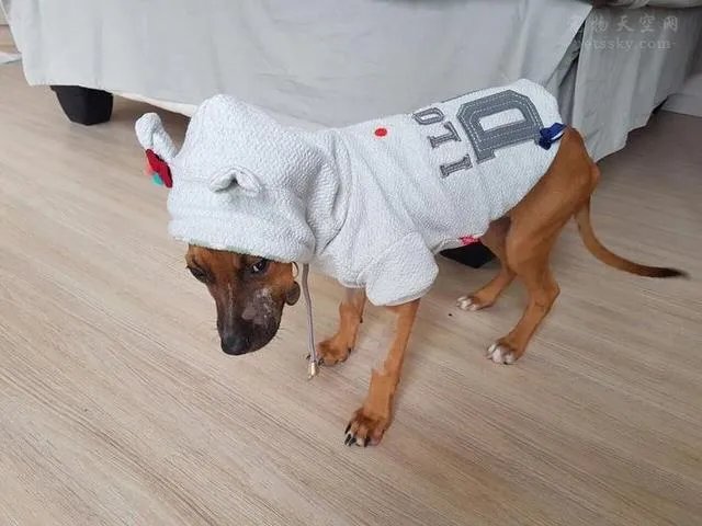 山东青岛宠物殡葬师火葬了千只宠物,你曾以何种方式与自己的宠物告别?