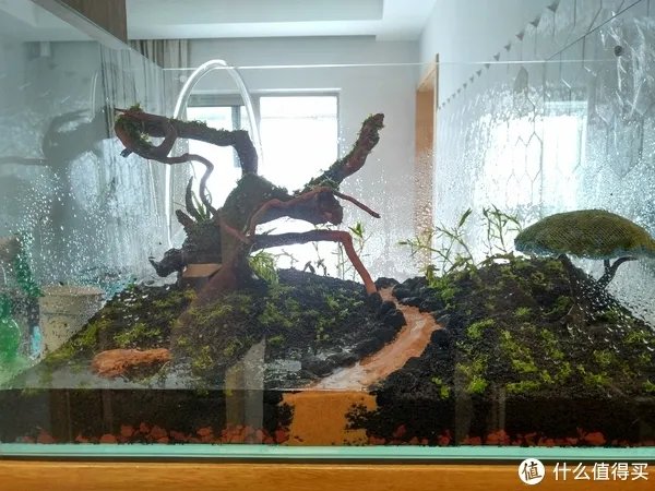 造景 篇一：小白也能玩草缸—聊一聊我的水草缸造景历程