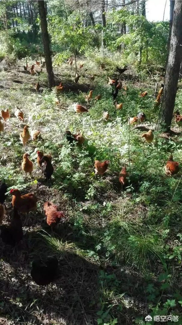 养绿壳蛋鸡有前景吗?有什么好建议?