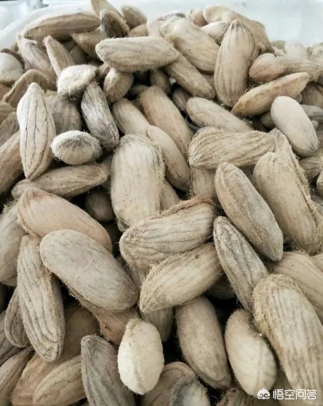 芒果是如何进行种植的？怎样用种子来育苗？