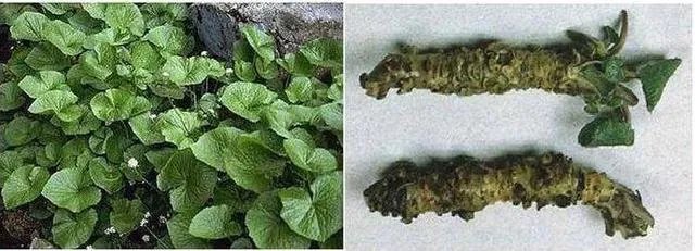 日本料理中的“瓦萨比”到底是什么？山葵和芥末是一种东西吗？