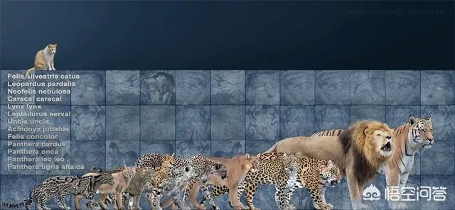 为什么老虎不是虎科动物而是猫科动物？