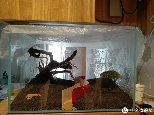 造景 篇一：小白也能玩草缸—聊一聊我的水草缸造景历程