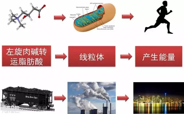 左旋肉碱能减肥?别太天真了
