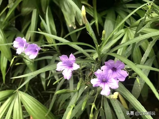 沈阳世博园怎么样?