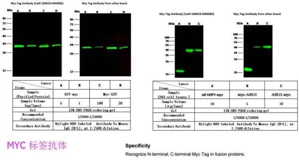 c-myc抗体和标签抗体有什么区别