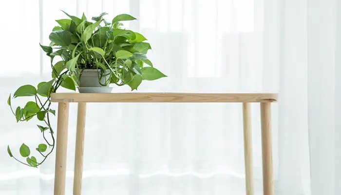 九里香怎么养殖 九里香的养殖方法