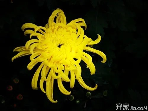 各种盆栽花卉名称及图片欣赏大全