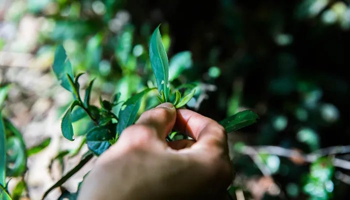谷雨节气需要注意什么 谷雨节气有什么需要注意的