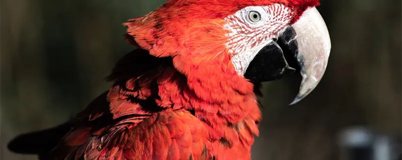 虎皮鹦鹉价格多少钱 虎皮鹦鹉多少钱