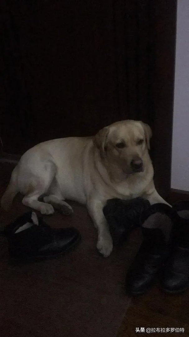 杜高与拉布拉多谁厉害？
