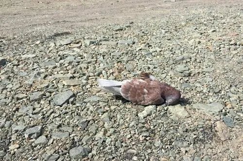 科考队长离奇失踪，罗布泊出现镜像人，到底是怎么回事？