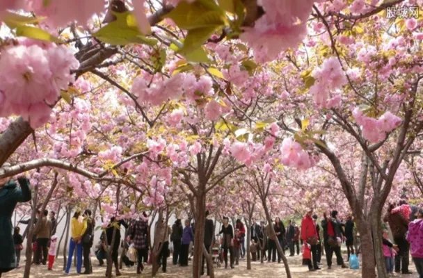 玉渊潭樱花节 2018玉渊潭樱花节什么时候结束