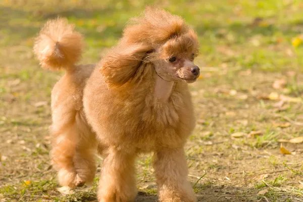 十大名犬分别是哪些品种的?