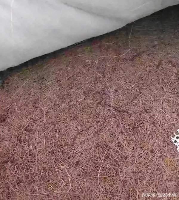 硬棕垫的胶水有毒么