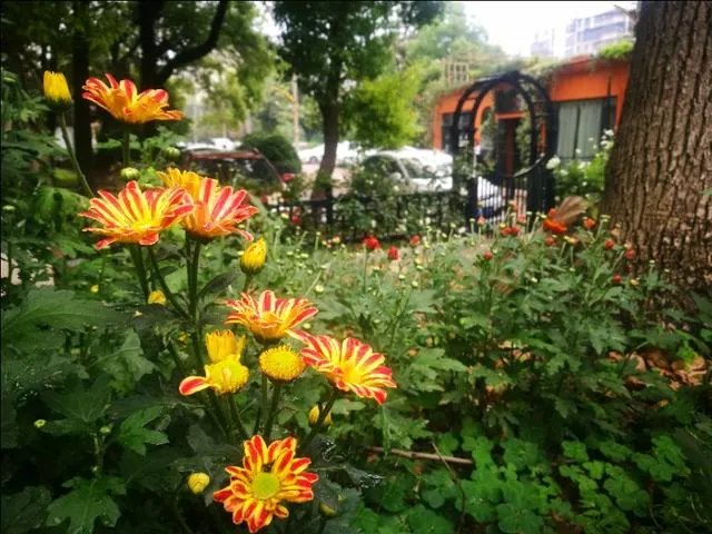 武汉的夏天适合种什么花？