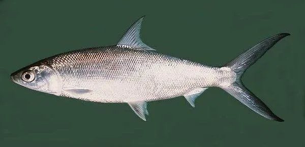 湛江的白木鱼是什么鱼