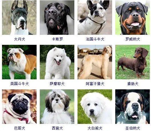 72种名犬图片及名字