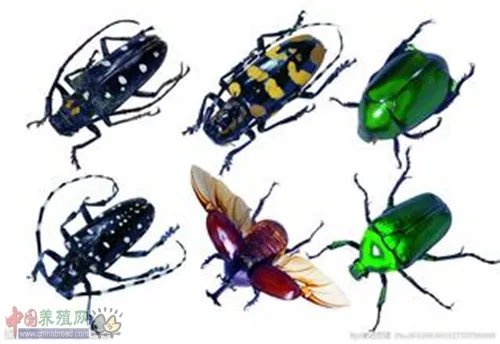 中国昆虫网的网站功能