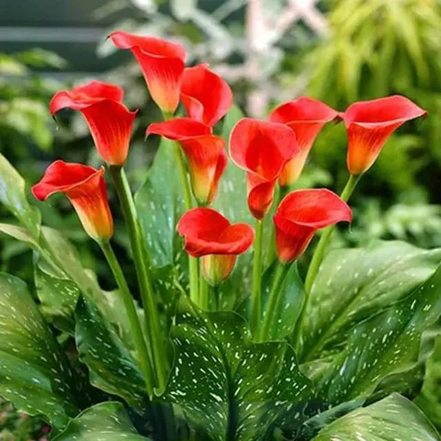 十大洞房花图片？