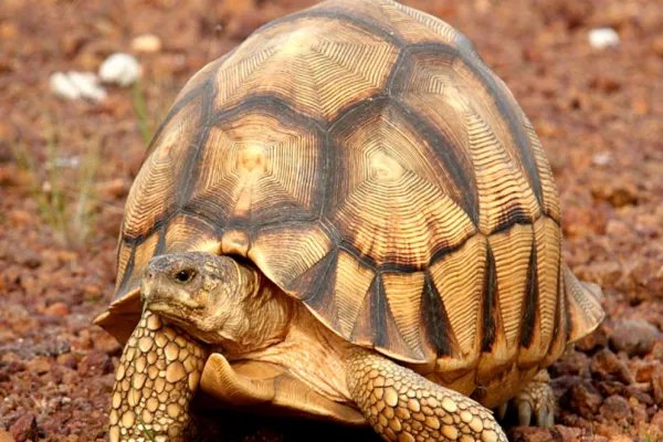 金钱龟的价格？