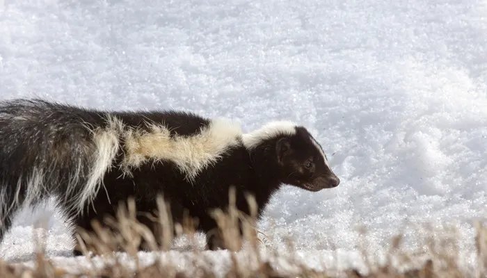 臭鼬是什么动物 臭鼬属于什么科动物