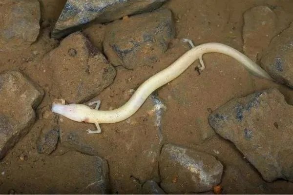 06年真龙吃人的照片在网络上流传的沸沸扬扬，真的有龙吗？