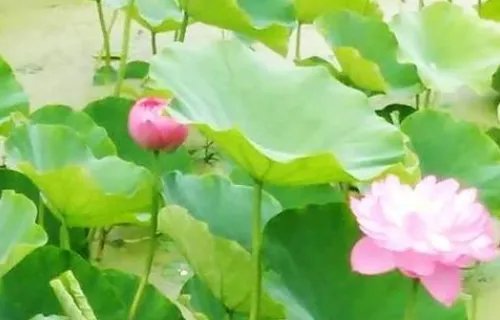 自贡网红打卡点