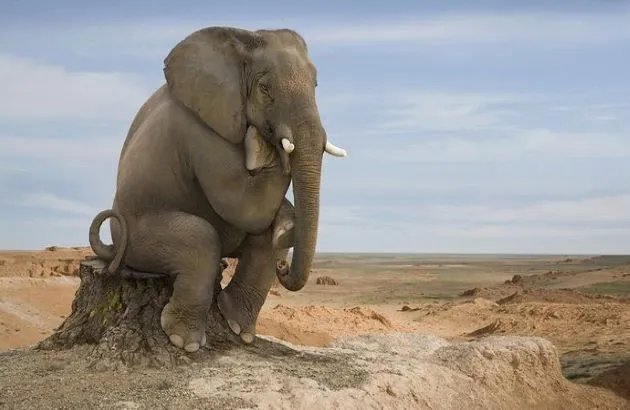 5头大象为救小象跌落瀑布死亡，动物比人更长情吗？