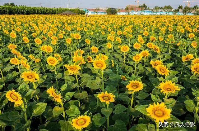 小白怎么学习摄影？