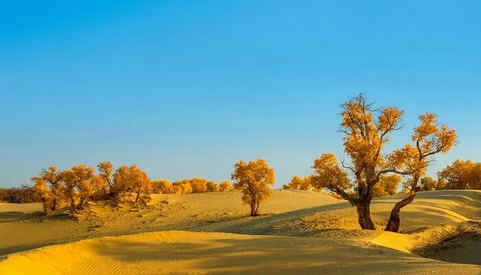 胡杨林在哪些地方 胡杨林在哪里