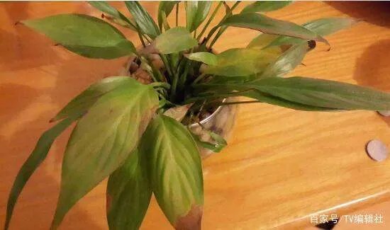 一帆风顺的叶子发黄怎么办呢？