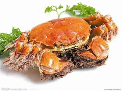 大闸蟹入侵的大闸蟹入侵