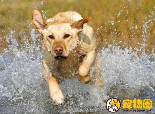 狗吃人事件是真是假,与主人关系越好越容易吃主人尸体